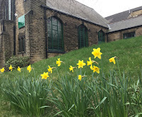 Photo by Sheila Webber of a grass bank with daffodils in March 2024
